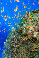 Vividly colored tropical fish swarm around a large pinnacle on a tropical coral reef