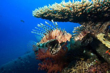 Brightly colored Lionfish on a tropical coral reef