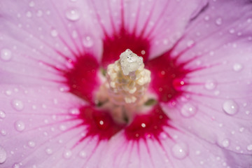 Rosa Hibiskusblüte nach einem Regenguss im Sonnenlicht mit Tropfen auf Blütenblätter und Stempel © Kolja Chang