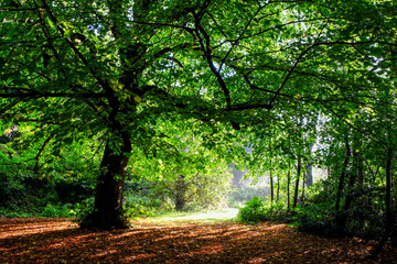 Fototapeta premium Autumn color in the woods in sunny morning