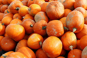 Große orange-rote Kürbisse