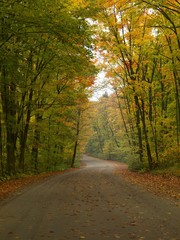 Winding unpaved road through misty forest in fall, Algonquin Provincial Park, Ontario, Canada, North America