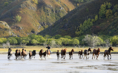 Many horses were running in the water