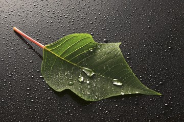 Leaf covered with water or dew drops