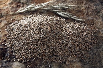 Rye (Secale cereale) with spikes on a slab
