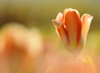 Fototapeta premium Tulip (Tulipa)