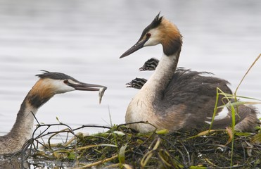 Great Crested Grebe (Podiceps cristatus) feeding chicks