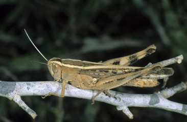Italian Locust (Calliptamus italicus), Po area, Italy, Europe