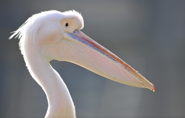 Great White Pelican (Pelecanus onocrotalus), portrait