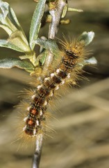 Brown-tail (Euproctis chrysorrhoea), caterpillar eating on a willow plant, Texel Island, The Netherlands, Europe