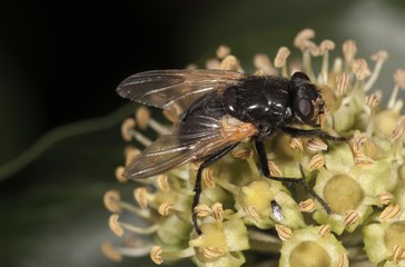 Noon Fly (Mesembrina meridiana) on flowering ivy, Untergroeningen, Baden-Wuerttemberg, Germany, Europe