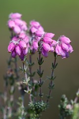 Flowering Cross-Leaved Heath (Erica tetralix)