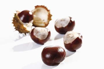 Horse Chestnuts (Aesculus)