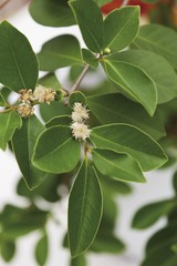 Fototapeta premium Flowers and leaves of Strawberry Guava (Psidium littorale)