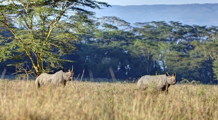 Black rhinoceros (Diceros bicornis), Lake Nakuru National Park, Kenya, East Africa, Africa, PublicGround, Africa