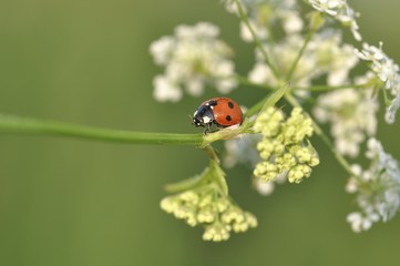 Seven-spot ladybird or ladybug (Coccinella septempunctata) on Cow Parsley (Anthriscus sylvestris)