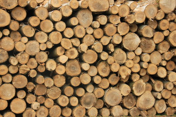 Chopped fuel wood in a forest