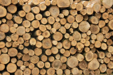 Möbelaufkleber Chopped fuel wood in a forest © Studio Porto Sabbia