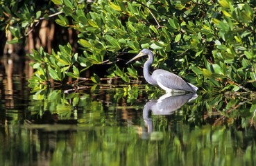 Tricolored Heron (Egretta tricolor)