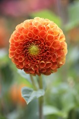 Orange blossom of a pompom dahlia (Dahlia hybrida)