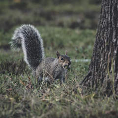 Naklejka premium Squirrel eating an acorn