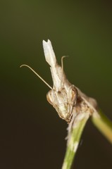 Conehead Mantis (Empusa pennata), head of a female, Lake Kerkini region, Greece, Europe