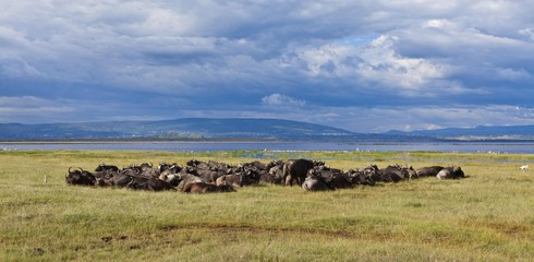 Fototapeta na wymiar Large group of African buffalos (Syncerus caffer) lying at Lake Nakuru, Lake Nakuru National Park, Kenya, East Africa, Africa, PublicGround, Africa