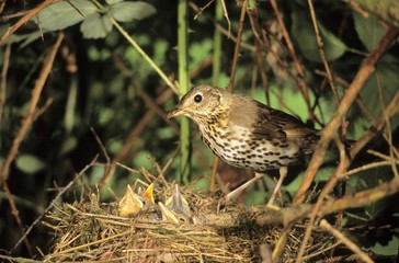Song Thrush (Turdus philomelos) at the nest with young