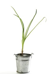 Garlic grass in a small zinc bucket