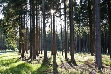 Fototapeta premium Forest with pine trees in backlight