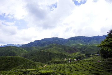 Fototapeta premium scenery of tea plantation,cameron highland Malaysia at noon. soft focus,blur due to long exposure