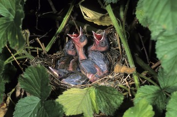 Blackcap (Sylvia atricapilla), chicks begging for food in their nest