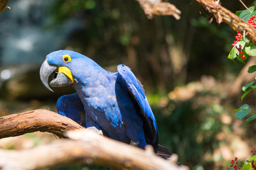 Macaw Flutter Wings on Branch