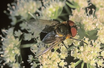 Tachina fly species (Ectophasia sp) searching for nectar