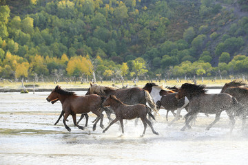 Fototapeta na wymiar Many horses were running in the water