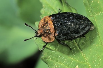 Carrion beetle species (Oeceoptoma thoracicum)