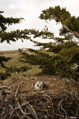 Varible hawk and chick. Falkland islands