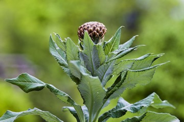 Bud of Rhaponticum scariosum subsp. rhaponticum