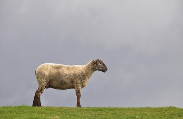 Obraz premium Sheep on the dyke of the Elbe river at Kollmar, Schleswig-Holstein, Germany, Europe