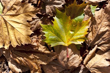 Autumnal leaves, Norway Maple (Acer platanoides), Western Springs Park, Auckland, North Island, New Zealand, Oceania