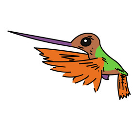 Hummingbird cartoon hand drawn image. Original colorful artwork, comic childish style drawing.