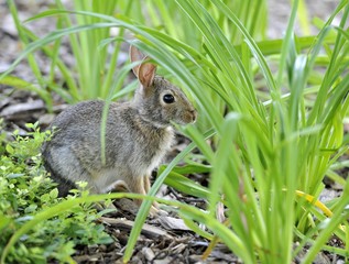 Naklejka na ściany i meble Cottontail rabbit (Sylvilagus), leveret, hiding among tufts of grass, Chicago, Illinois, United States of America, USA, North America