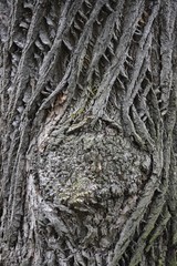 Structure of a tree bark