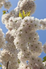 Blossoming Cherry (Cerasus), Butzbach, Hesse, Germany, Europe, PublicGround, Europe