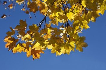 Maple leaves (Acer platanoides), autumnal foliage