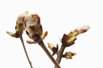 Fototapeta na wymiar Horse chestnut (Aesculus hippocastanum) buds