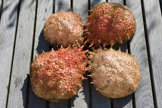 Exoskeletons of the Spider Crab (Majidae)