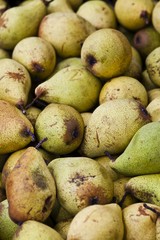 Pears (Pyrus)