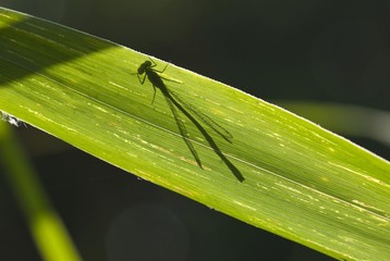 Shadow of a dragonfly