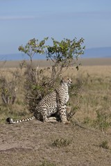 Cheetah (Acinonyx jubatus) with cubs, Masai Mara National Reserve, Kenya, East Africa, Africa, PublicGround, Africa